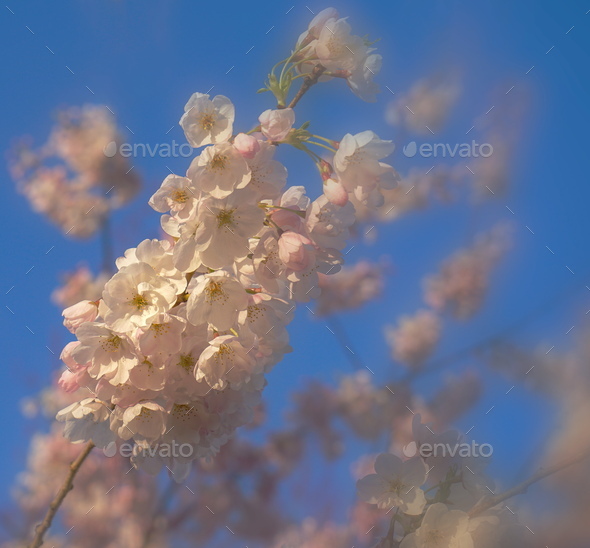 Delicate And Beautiful Cherry Blossom Against Blue Sky Background